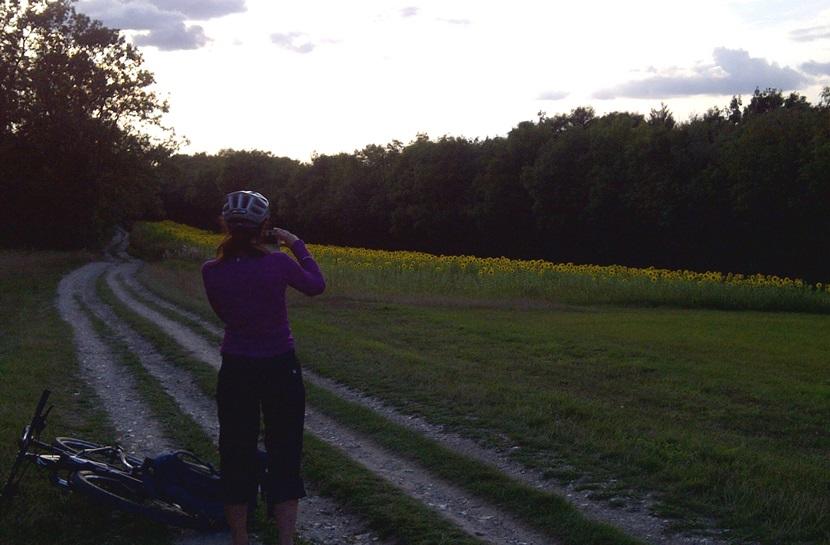 Sunflowers at dusk Sunflowers at dusk