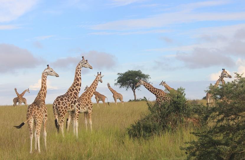 Uganda Giraffes Uganda Giraffes