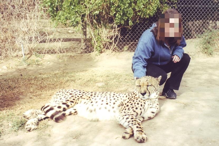 A cheetah is petted by a girl A girl petting a cheetah