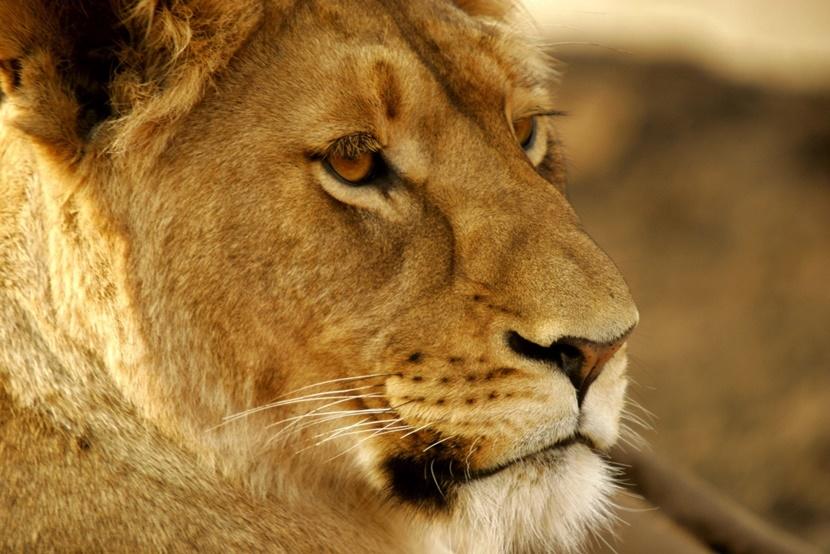 A lion looks into the distance A lion