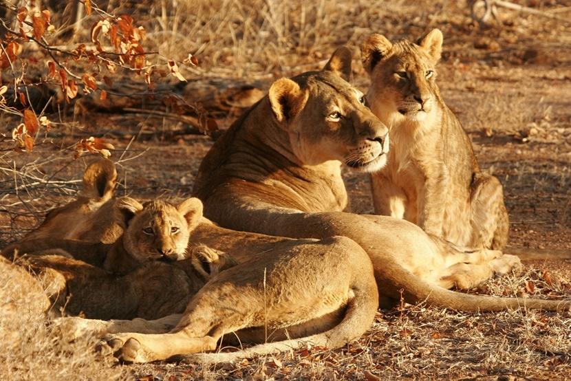 A group of lions lie in the sun Lions lying in the sun