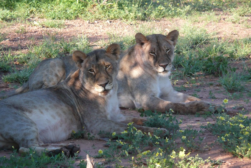Lions lying under the shade of a tree Two lions resting in the shade