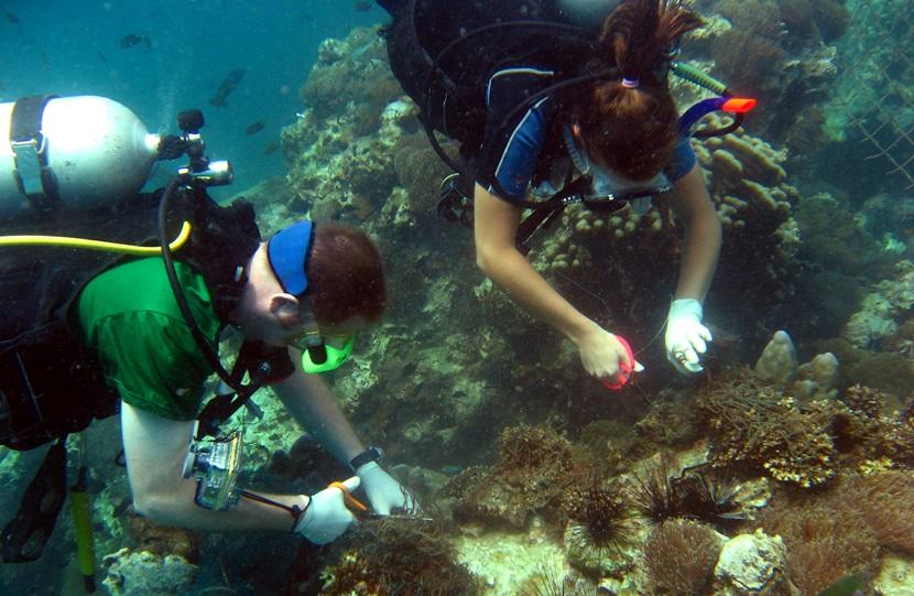 Divers taking samples from a coral reef Volunteers exploring a coral reef