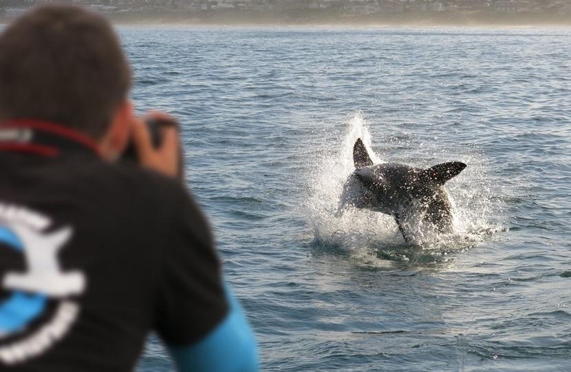 A man photographs a shark breaching A shark breaches while a man takes a picture