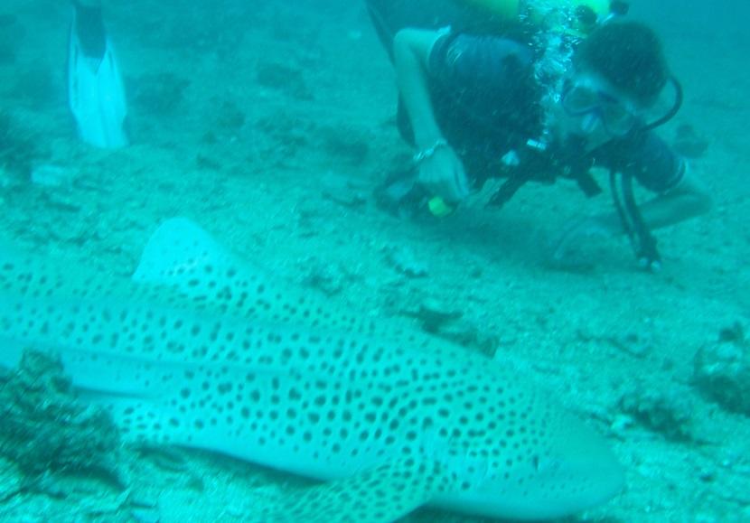 Divers and a zebra shark A zebra shark and a diver