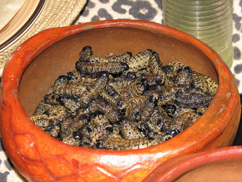 Mopane worms of Southern Africa A bowl of Mopane worms