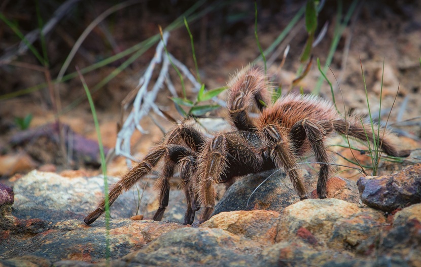 A tarantula crawling over rocks A tarantula