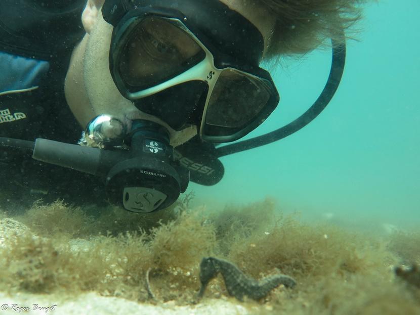 A seahorse and a diver A diver inspects a seahorse