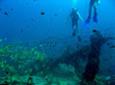 Conservation & Environment - Diving in Thailand Conservation & Environment - Diving in Thailand