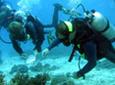 Conservation & Environment - Reef Observation Conservation & Environment - Reef Observation