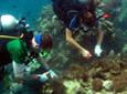 Conservation & Environment - Reef Observation Conservation & Environment - Reef Observation