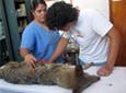Veterinary Medicine & Animal Care - Checking a Coyote in Mexico Veterinary Medicine & Animal Care - Checking a Coyote in Mexico