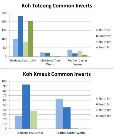 Common invertebrates found at Koh Kmauk and Koh Toteong Common invertebrates found at Koh Kmauk and Koh Toteong