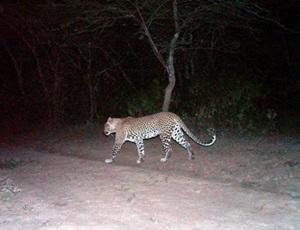 Leopard Leopard