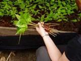Mahogany seedlings