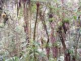 Jungle near site