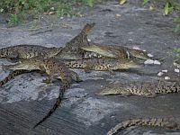 Baby crocodiles