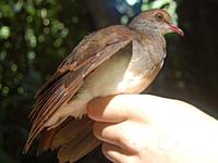 Violaceous Quail-Dove