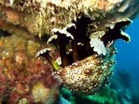 Graeffe's Sea Cucumber