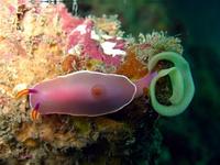 Nudibranch Laying Eggs