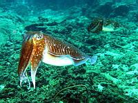 Pharoah Cuttlefish.jpg