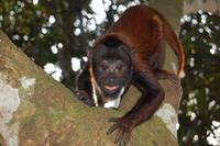 Baby Red Howler Monkey Exercising