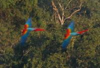 Macaws Seen From Canopy Platform