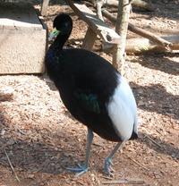 Pale Winged Trumpeter Awaiting Release