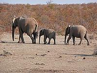 Elephants passing our camp