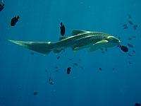 Leopard shark