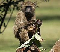 Baboon