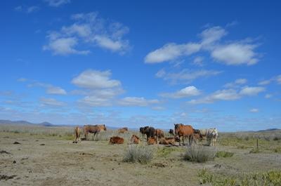 Entdecke die Mongolei