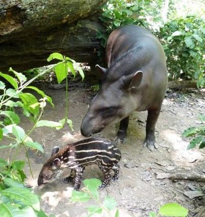 Tapir-Baby Theo und seine Mutter Isabella