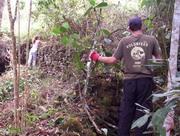 Clearing section of the Inca Trail