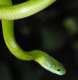 écovolontariat Pérou écovolontariat Pérou