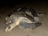 Olive Ridley returning to the Pacific