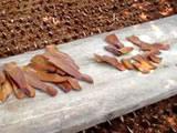 Mahogany seeds