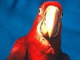 Red Macaw