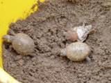 Hatching out!