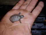 Just born