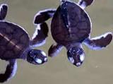 Baby turtles