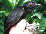 Goeldi's Antbird