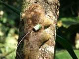 Radio-tagged Silky Anteater