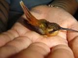 Reddish Hermit