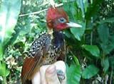 Rufous-headed Woodpecker