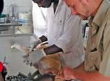 Veterinary in Ghana