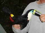 Yellow-Ridged Toucan