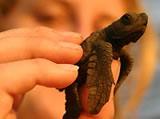 Newborn hatchling
