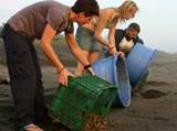 Releasing hatchlings