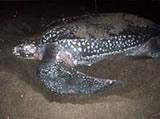 The Leatherback Turtle